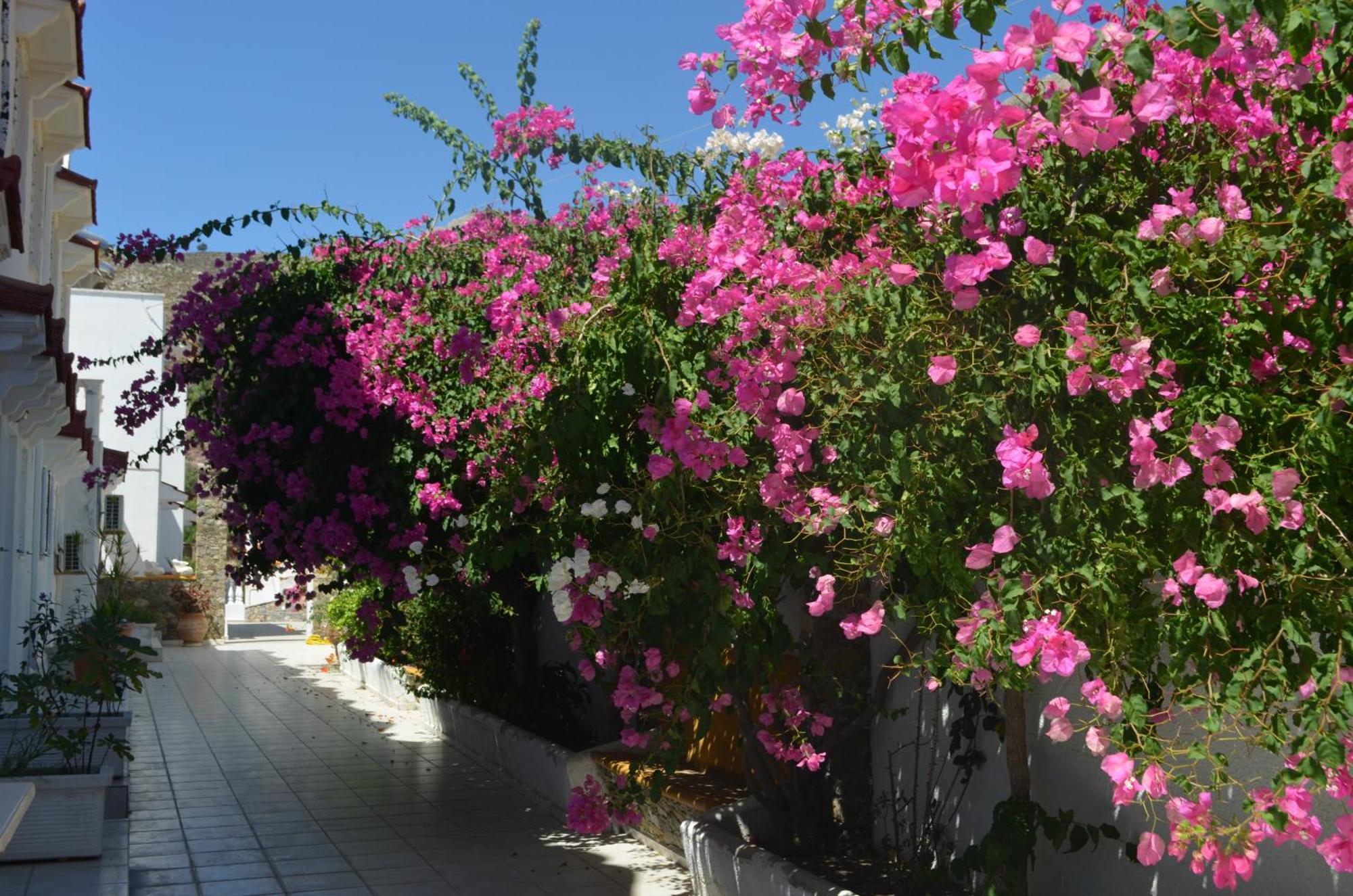 Nikos Studios Livadia  Buitenkant foto